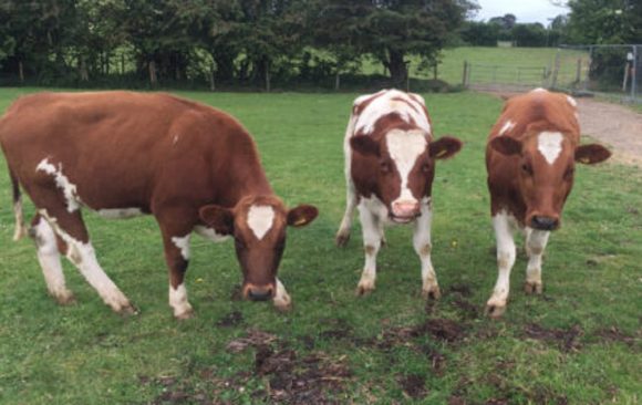 Three new beautiful cows