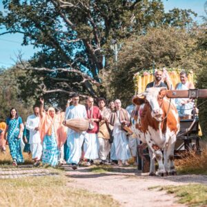 Ox-parade and Harvest Celebration